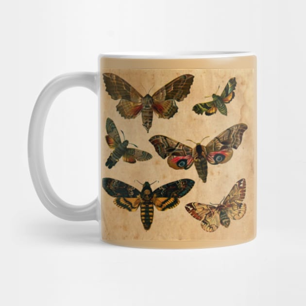 Elegan Butterflies by My Artsam